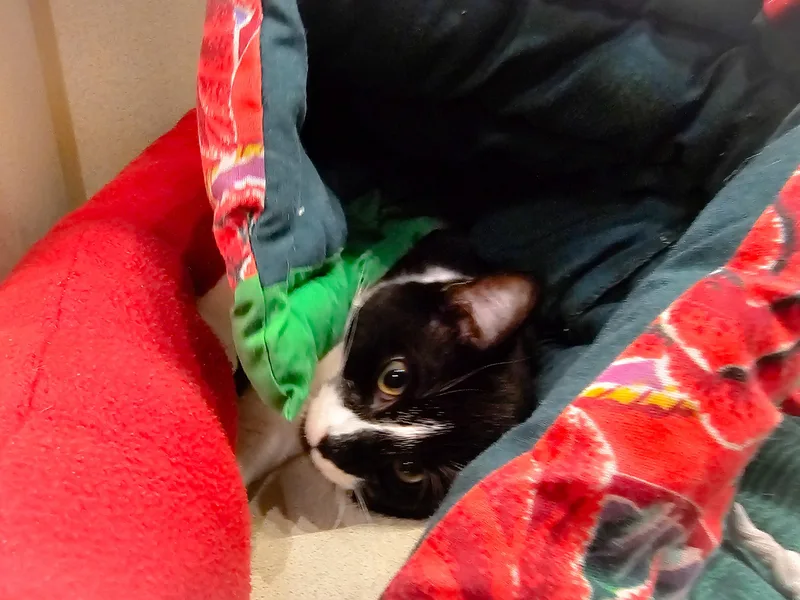 Luchiana thumbnail 5