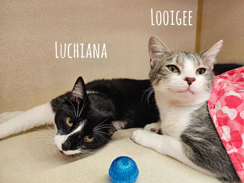 Luchiana thumbnail 6