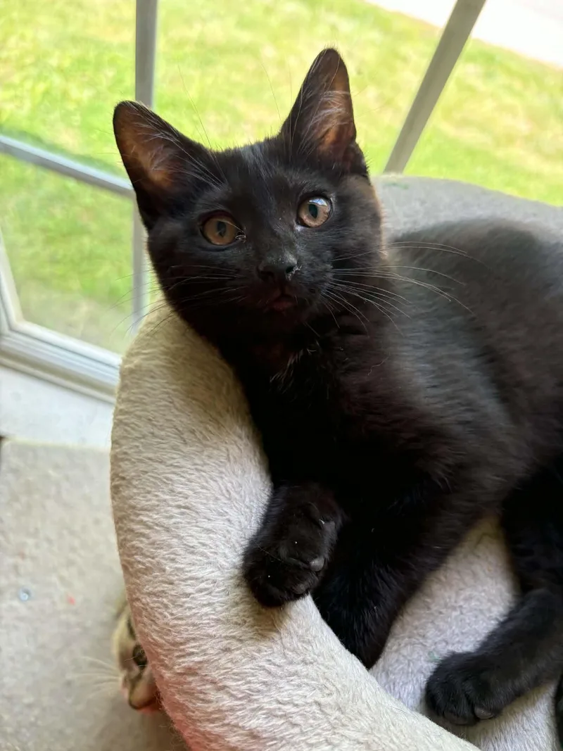 A baby medium-sized female Black Domestic Short Hair cat named Janis for adoption in Ona, WV