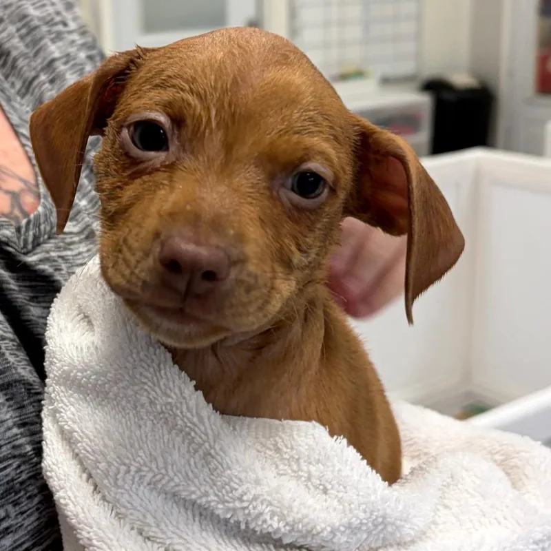A baby medium-sized male Mixed Breed dog named Rye for adoption in Greensboro, GA