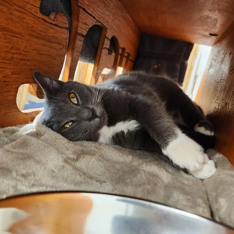 An adult medium-sized male Gray / Blue / Silver Domestic Short Hair cat named Ted for adoption in Delaware, OH