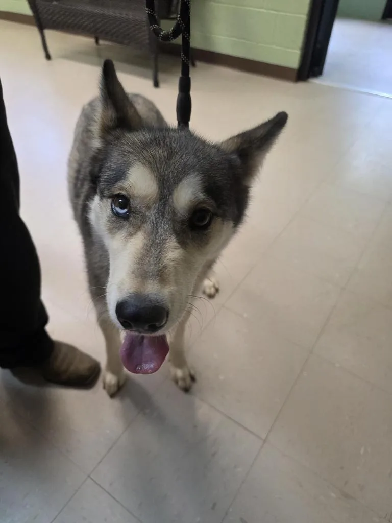 An adult medium-sized female Husky dog named Octavia for adoption in Burnsville, NC
