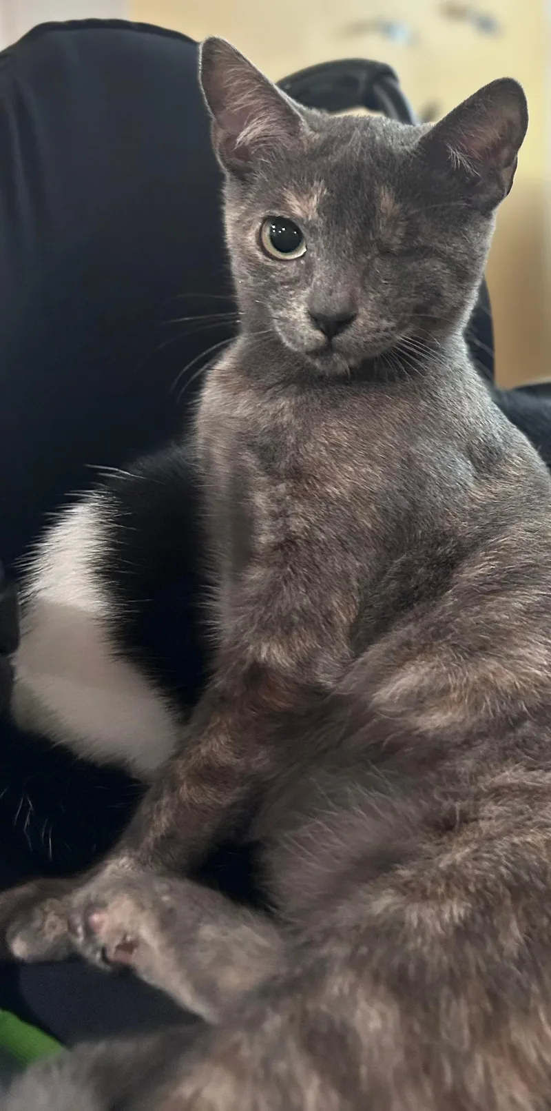 A baby small-sized female Dilute Tortoiseshell Domestic Short Hair cat named Cinder for adoption in Manchester, NH