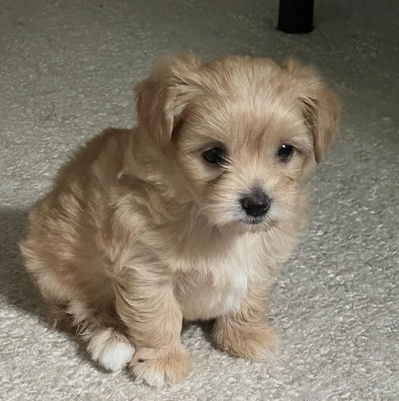 A baby small-sized female Skye Terrier dog named Ruth for adoption in Hillsborough, NC