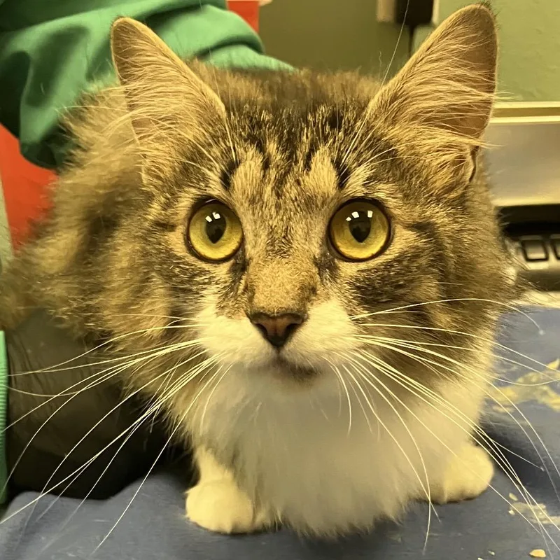 A young medium-sized female Brown / Chocolate Domestic Medium Hair cat named Stray for adoption in Keizer, OR