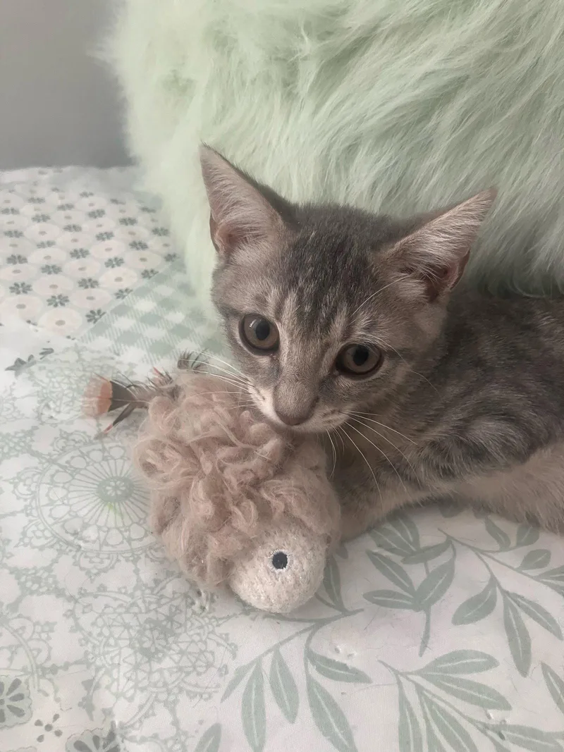 A baby medium-sized female Gray / Blue / Silver Domestic Short Hair cat named Cashew for adoption in Oviedo, FL