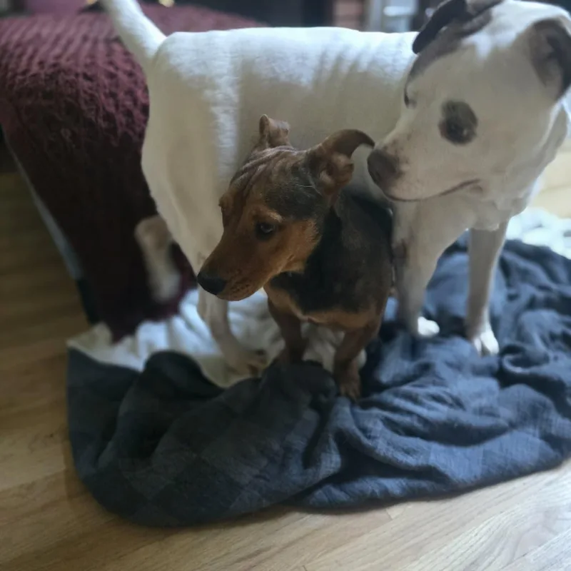 A young small-sized male Bicolor Dachshund dog named Gulliver for adoption in Greenville, SC
