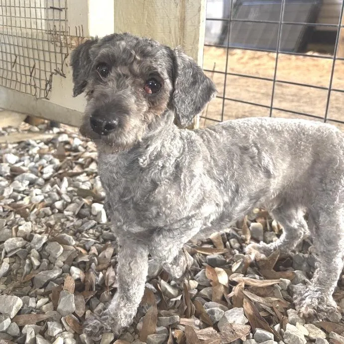 An adult small-sized female Gray / Blue / Silver Poodle dog named Noodles for adoption in Freeport, FL