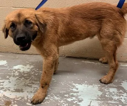 An adult medium-sized male Black Chow Chow dog named Koda for adoption in Harlingen, TX