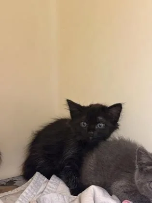A young small-sized female Domestic Short Hair cat named Carne Asada for adoption in King William, VA