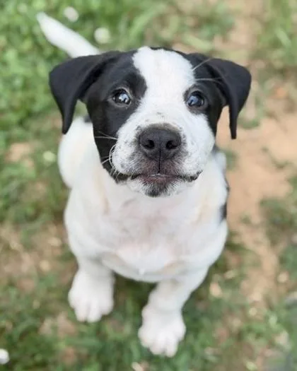 A baby medium-sized male Labrador Retriever dog named Pierre for adoption in Malvern, PA