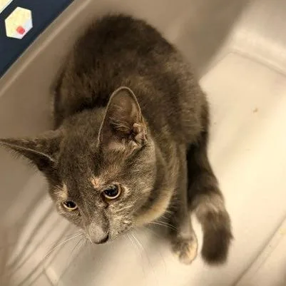 A baby medium-sized female Gray / Blue / Silver Domestic Short Hair cat named Flint for adoption in Horn Lake, MS