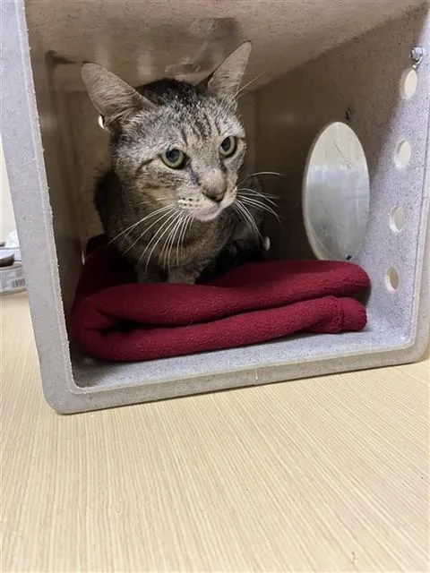 A young medium-sized male Domestic Short Hair cat named Tom for adoption in Sacramento, CA