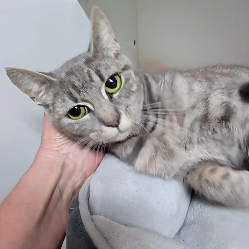 An adult medium-sized female Tabby (Gray / Blue / Silver) Domestic Short Hair cat named Kylie for adoption in Accident, MD