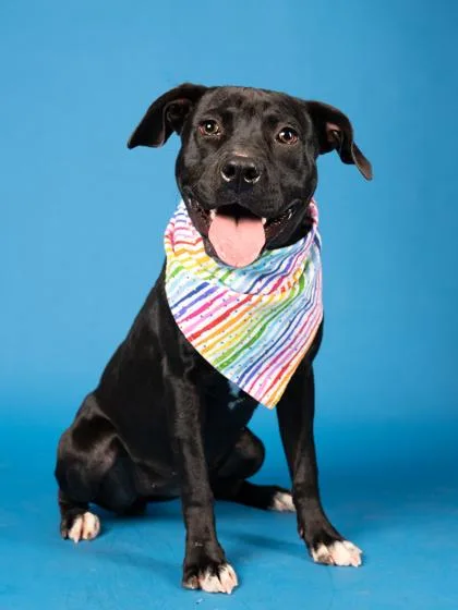 An adult medium-sized female Mixed Breed dog named Bugs for adoption in Atlanta, GA