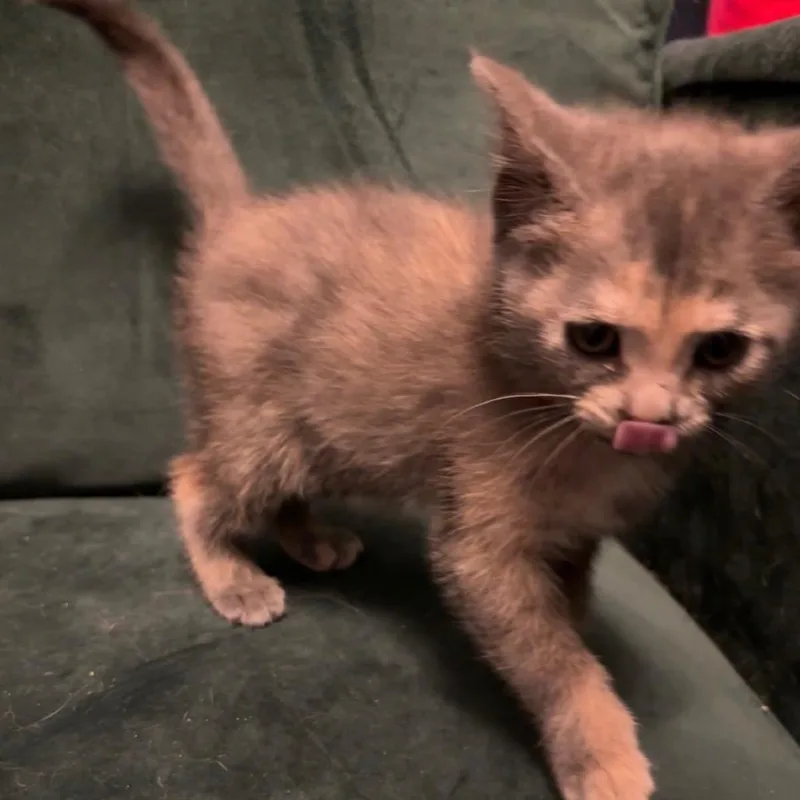A baby small-sized female Tortoiseshell Domestic Short Hair cat named Armadillo for adoption in Garfield, AR