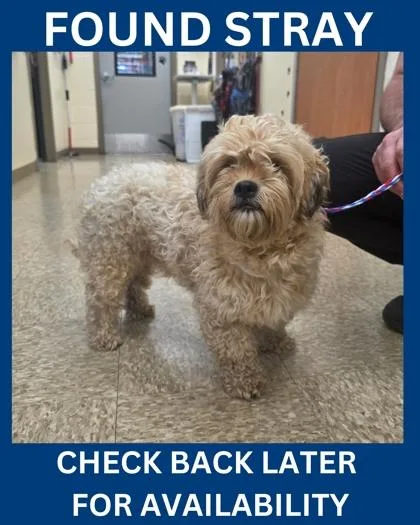 A young small-sized male Standard Poodle dog named Eddie for adoption in Hamilton, NJ