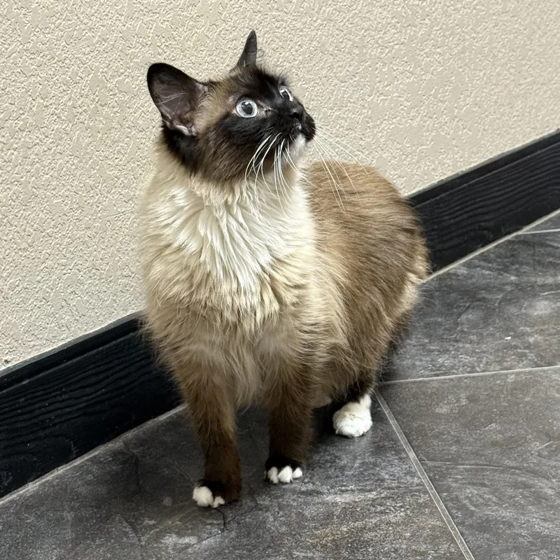 An adult medium-sized female Chocolate Point Ragdoll cat named Coco for adoption in Mansfield, TX