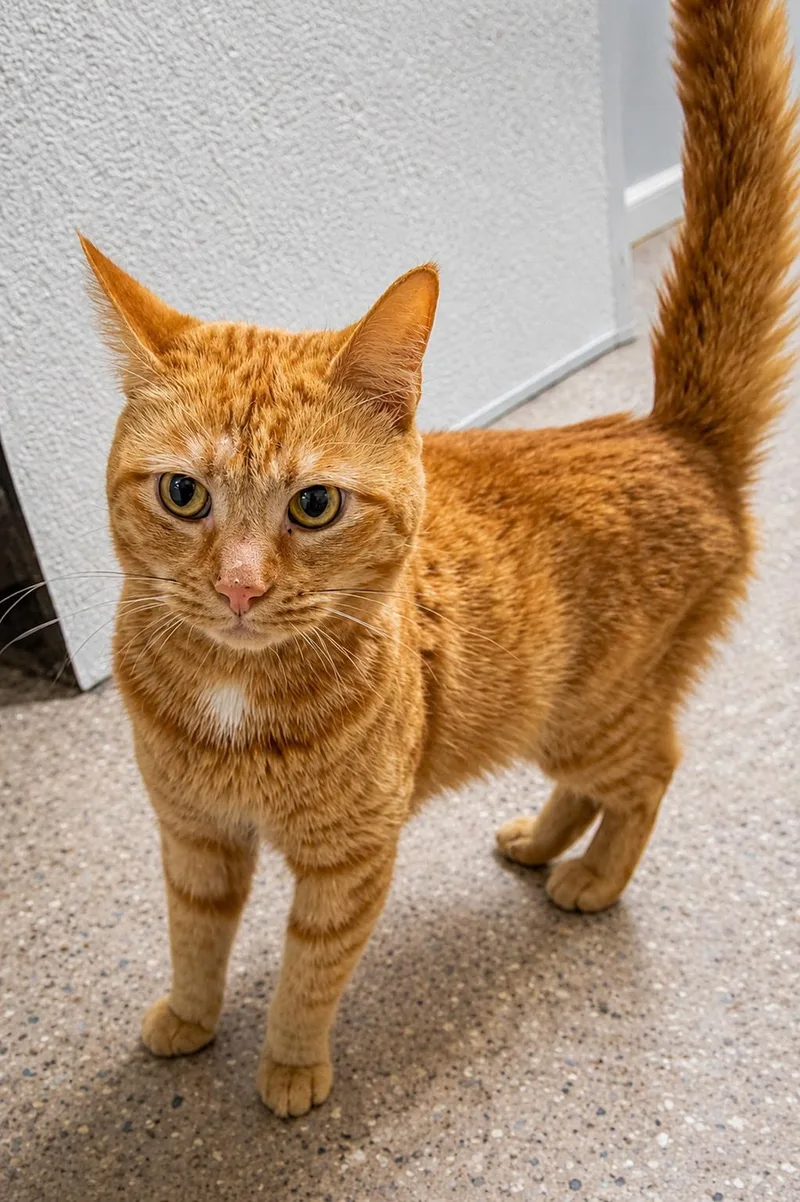 An adult medium-sized male Tabby (Orange / Red) Tabby cat named Fanta for adoption in Greenville, DE