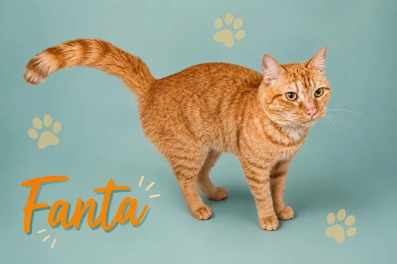 Fanta thumbnail 2