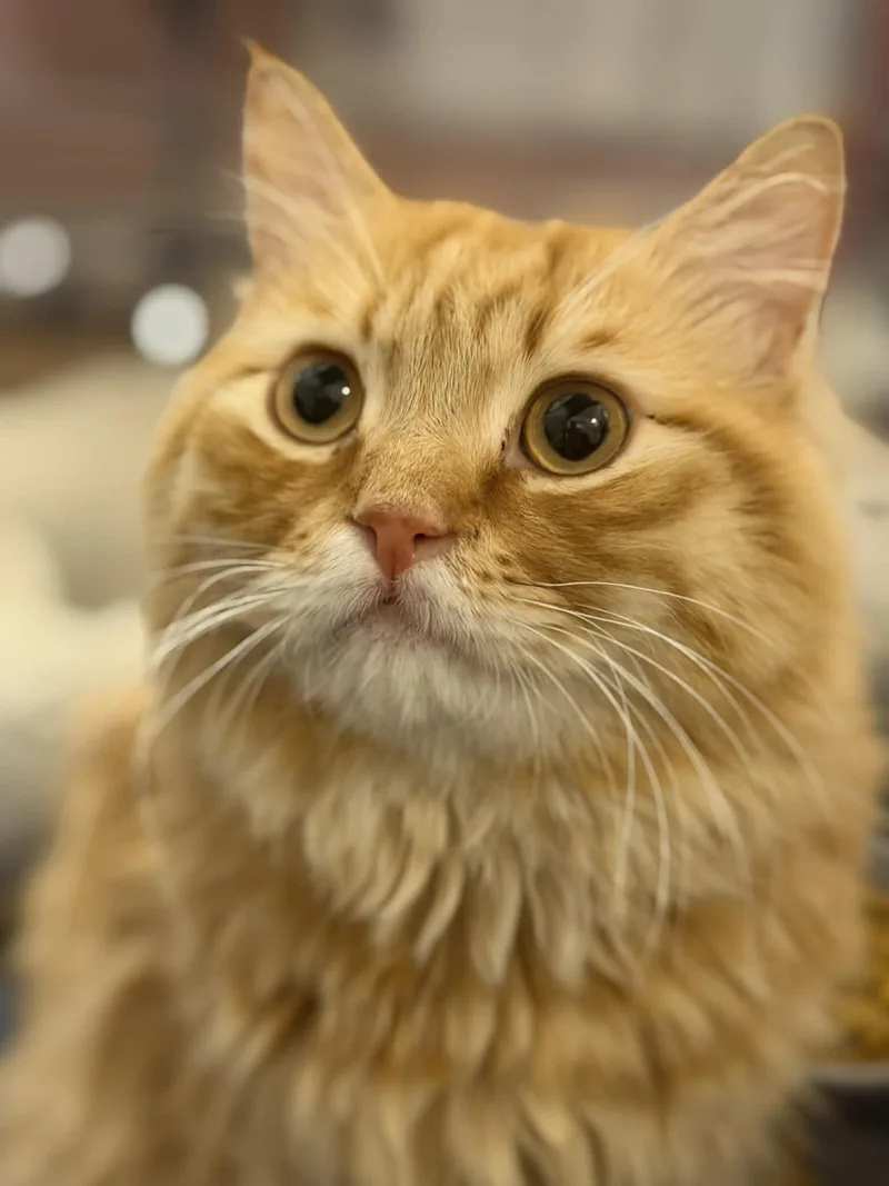 Tito