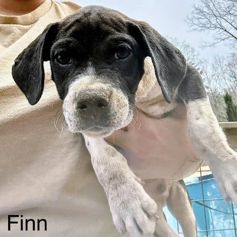 Finn thumbnail 3