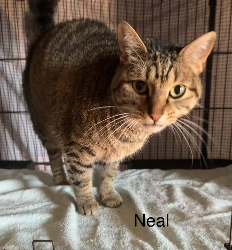 An adult medium-sized male Tabby (Brown / Chocolate) Domestic Short Hair cat named Neal for adoption in Herculaneum, MO