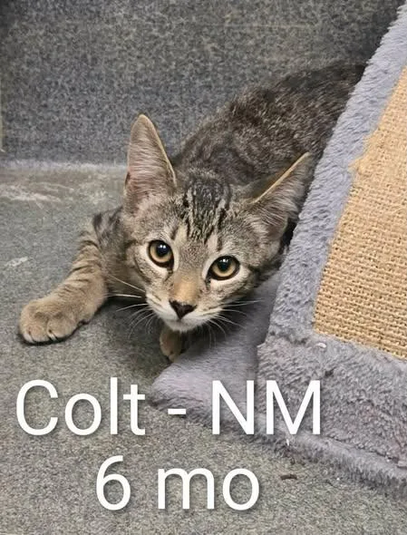 A baby medium-sized male Tabby (Gray / Blue / Silver) Domestic Short Hair cat named Gage and Colt for adoption in Amherst, VA