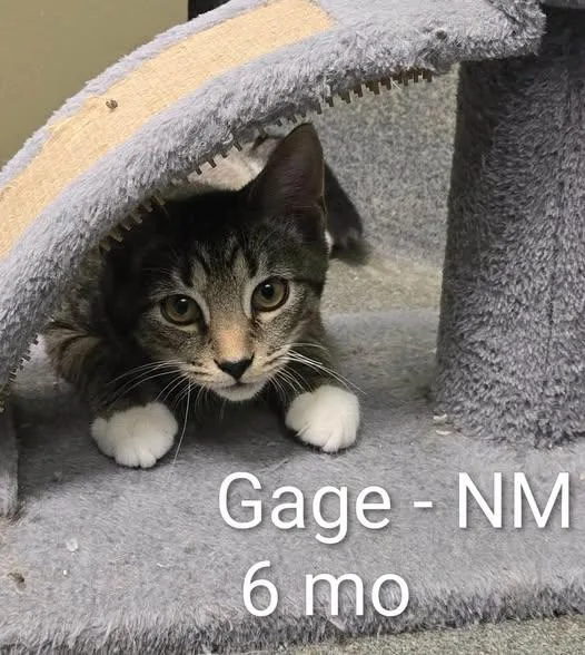 Gage and Colt thumbnail 2