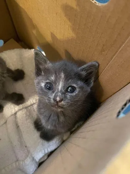 A baby small-sized female Domestic Short Hair cat named Crumble for adoption in Fort Worth, TX