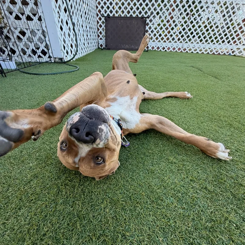 An adult medium-sized female Brown / Chocolate Pit Bull Terrier dog named Chloe for adoption in Sun Valley, CA