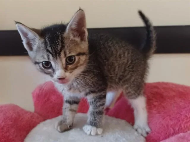 A baby small-sized female Domestic Short Hair cat named Mercury for adoption in Lancaster, CA