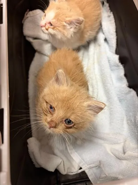 A baby small-sized male Domestic Short Hair cat named A for adoption in Stockton, CA