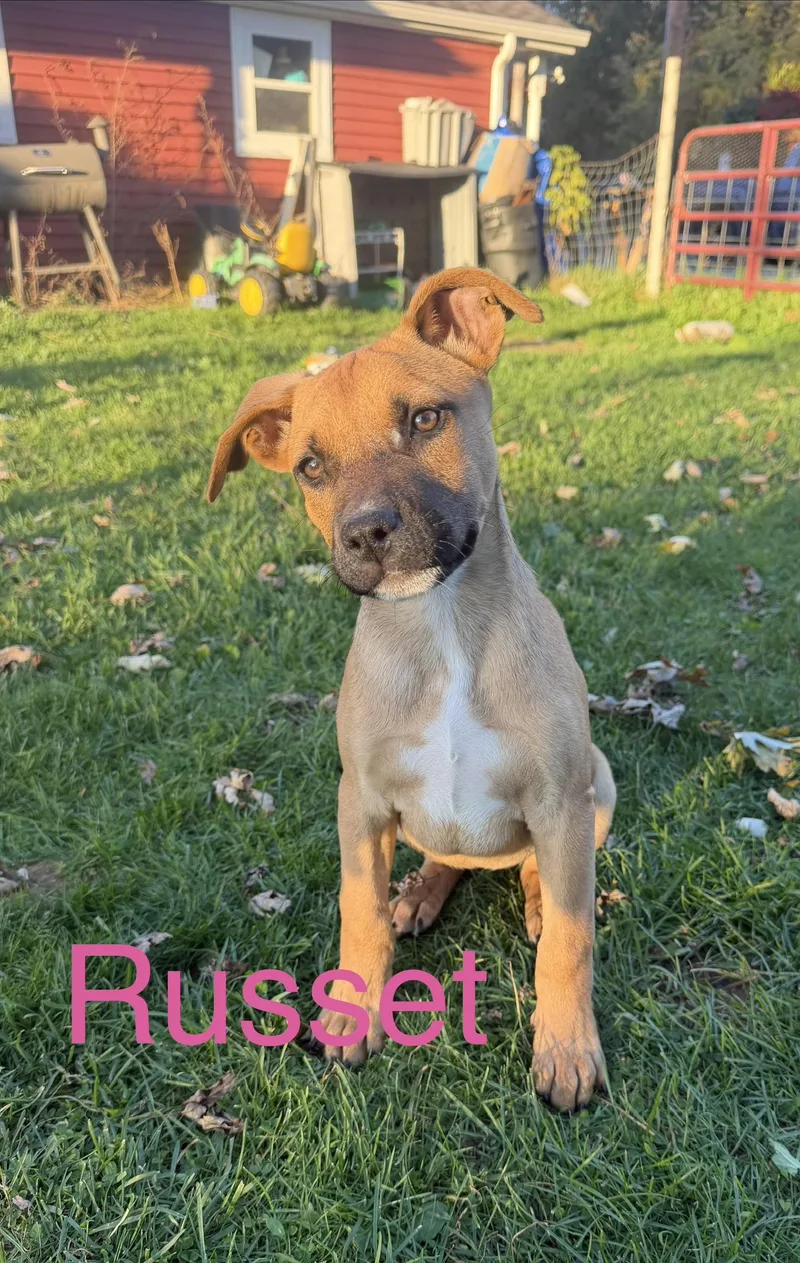 A baby medium-sized female Yellow / Tan / Blond / Fawn Mixed Breed dog named Russet for adoption in Davisburg, MI
