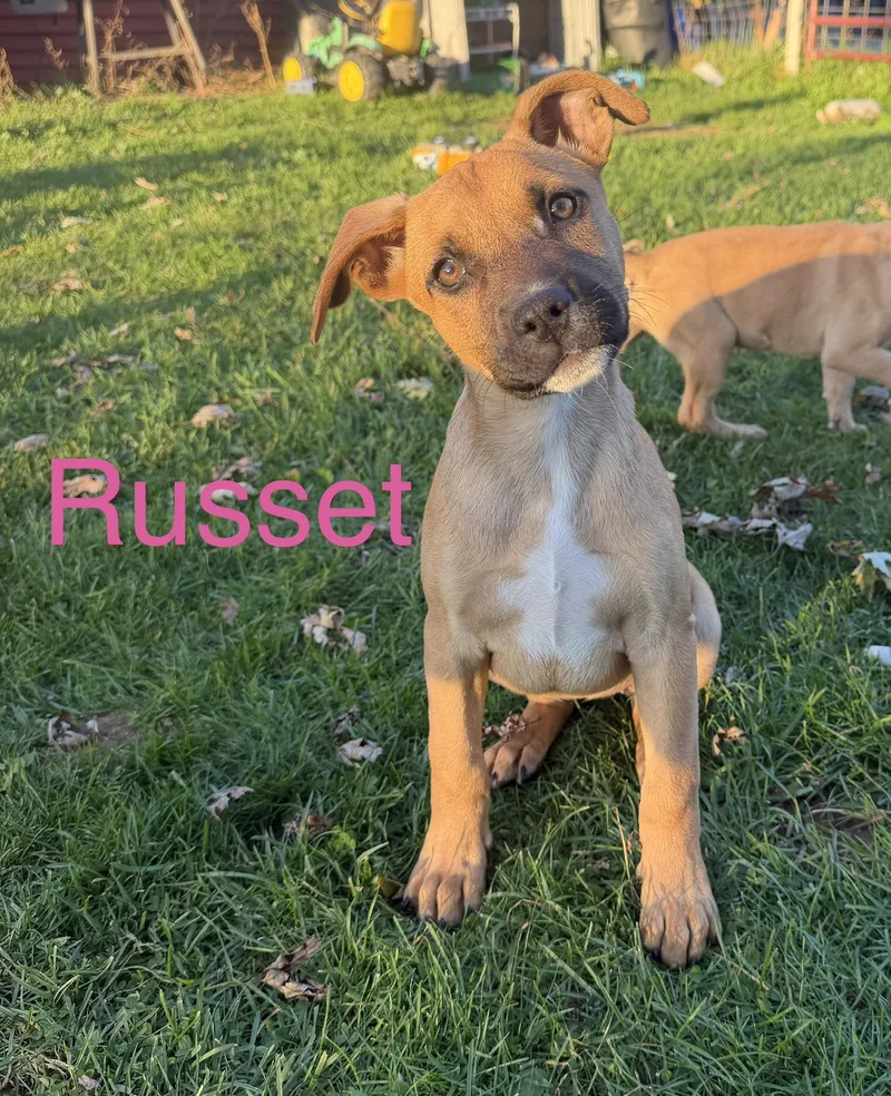 Russet thumbnail 2