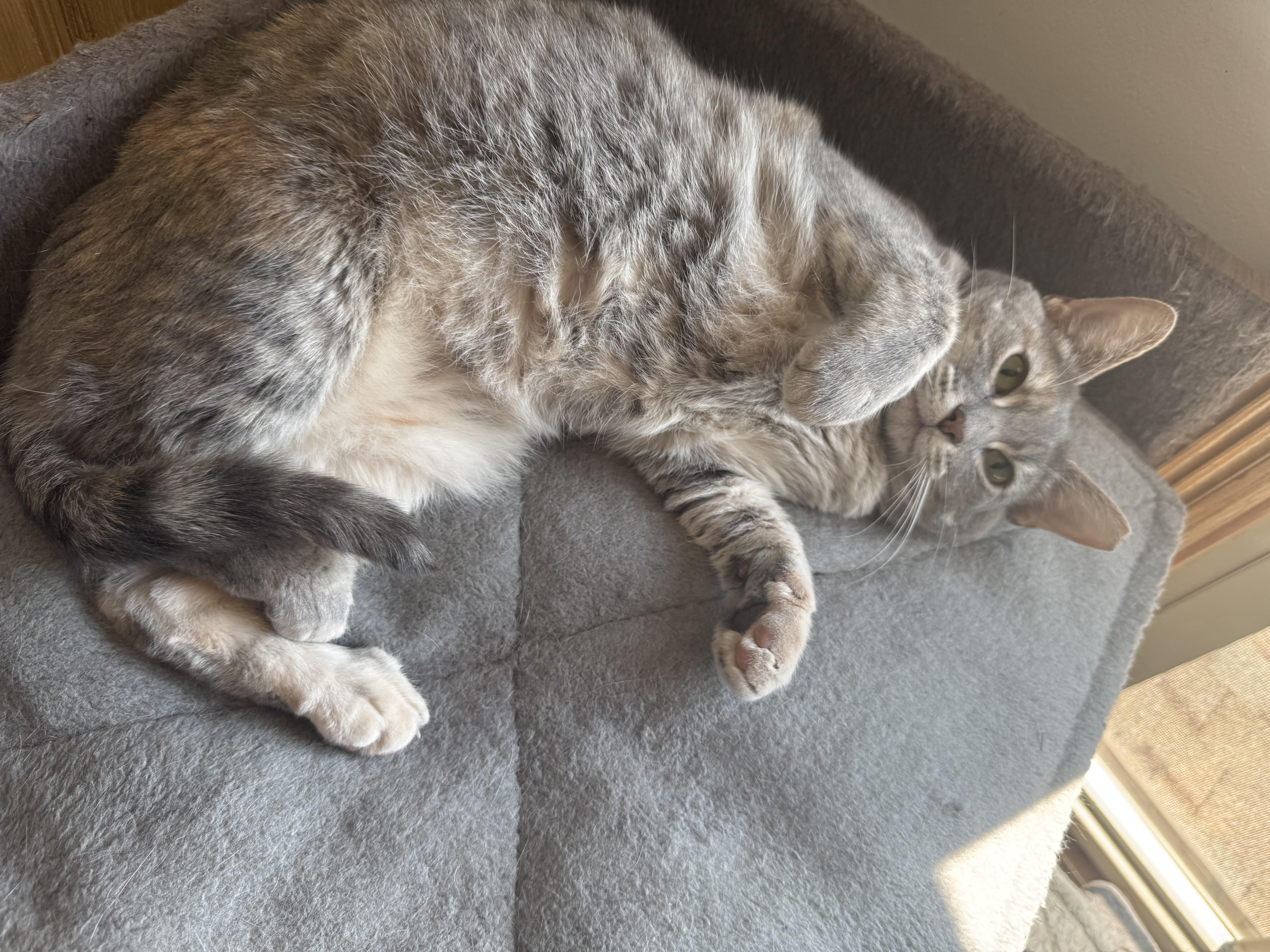 An adult medium-sized female Tabby (Gray / Blue / Silver) Domestic Short Hair cat named Tracy for adoption in Verona, PA