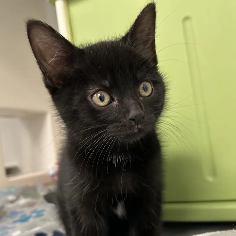 A baby small-sized male Domestic Short Hair cat named Schmigadoon for adoption in Watertown, NY