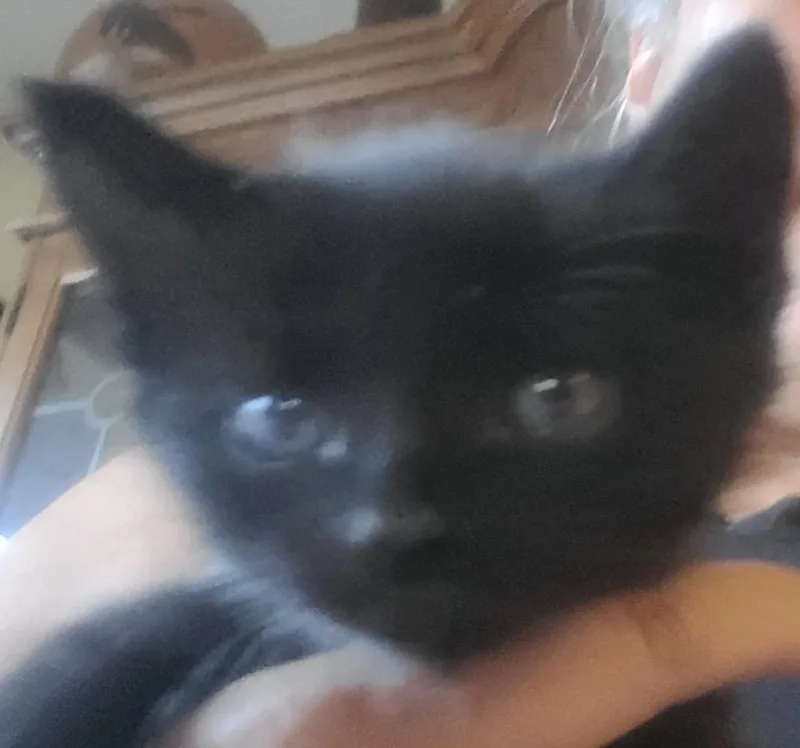 A baby medium-sized female Black Domestic Short Hair cat named Hallie for adoption in Huntington Beach, CA