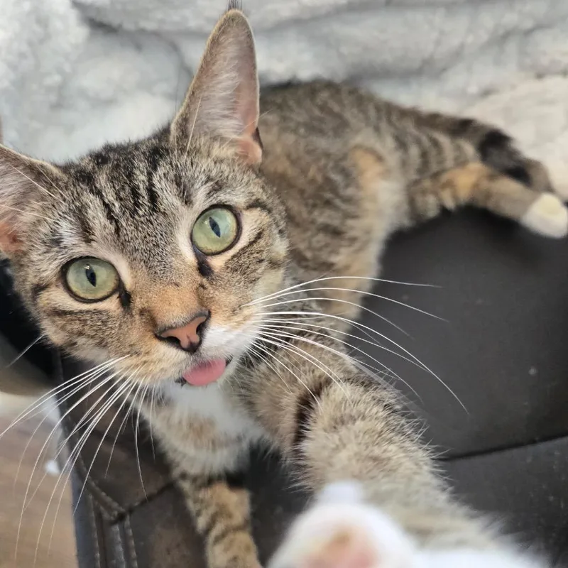 An adult small-sized female Brown / Chocolate Domestic Short Hair cat named Tina for adoption in Bel Air, MD