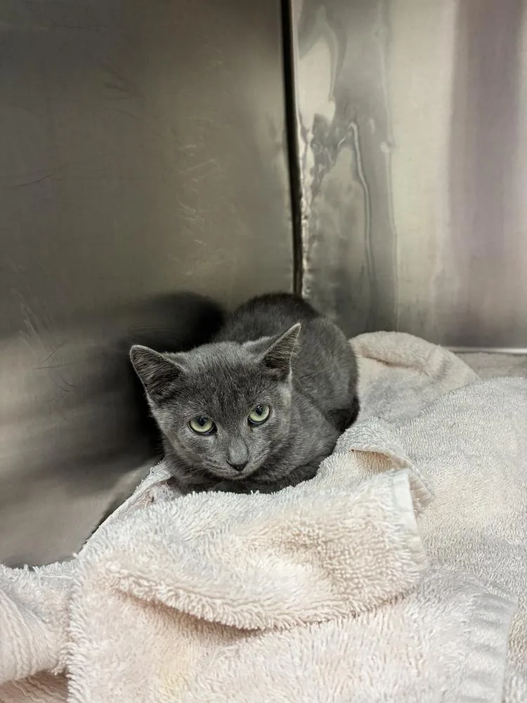 A baby small-sized female Russian Blue cat named Mustang Sally for adoption in Marietta, GA