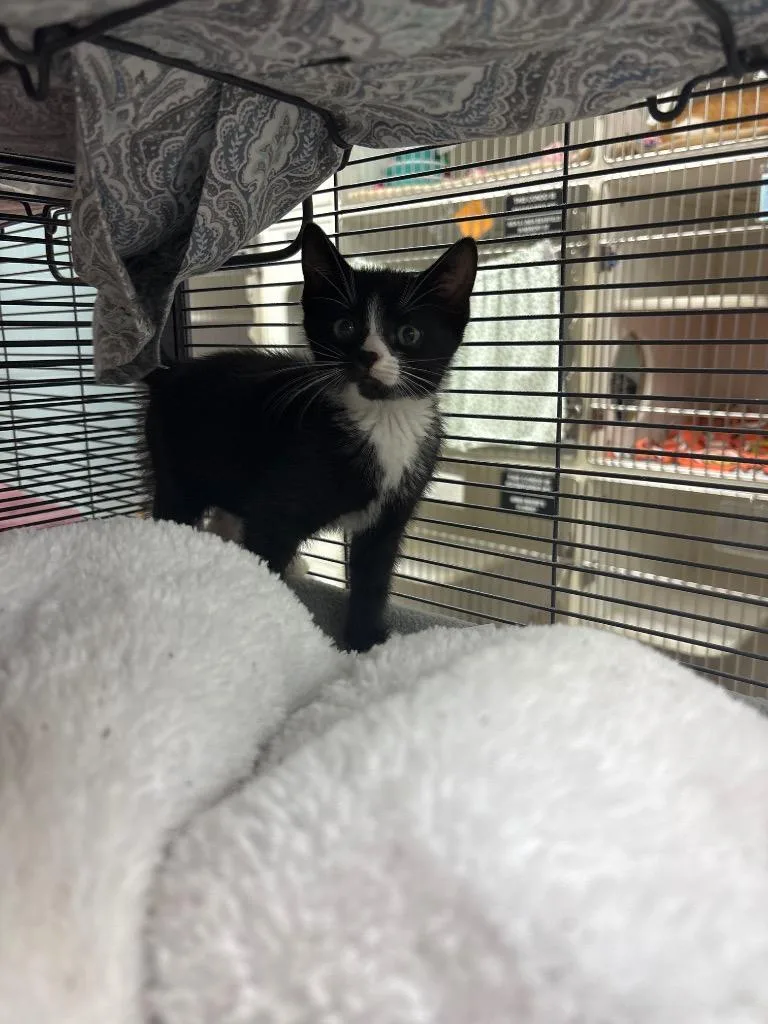 A baby small-sized male Domestic Short Hair cat named Bandit for adoption in Johnson City, TN