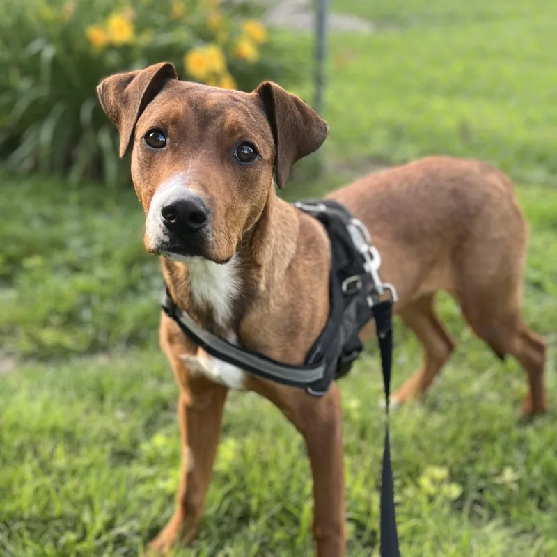 A young medium-sized male Red / Chestnut / Orange Labrador Retriever dog named Mars for adoption in Godfrey, IL