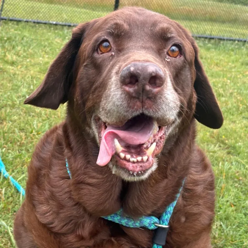A senior extra large-sized male Brown / Chocolate Labrador Retriever dog named Moose for adoption in York, PA