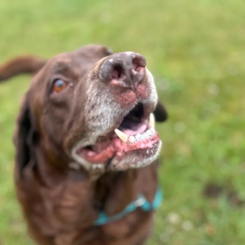 Moose thumbnail 2