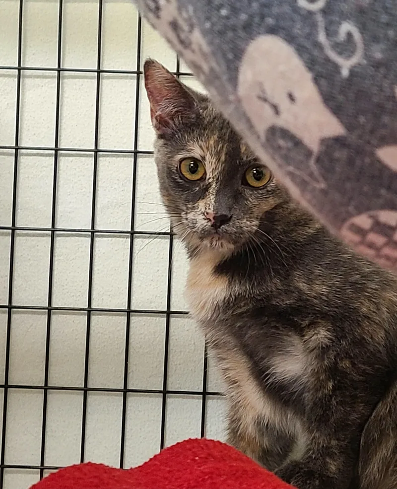 A baby medium-sized female Orange / Red Domestic Short Hair cat named Moana Skipper & for adoption in Kirkland, WA