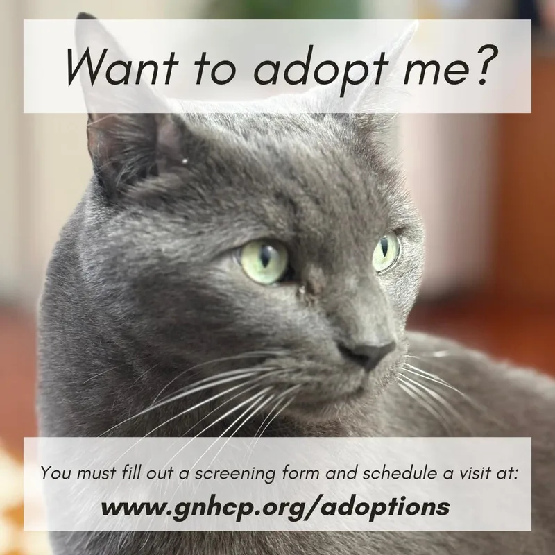 A senior extra large-sized male Gray / Blue / Silver Domestic Short Hair cat named Archie for adoption in New Haven, CT