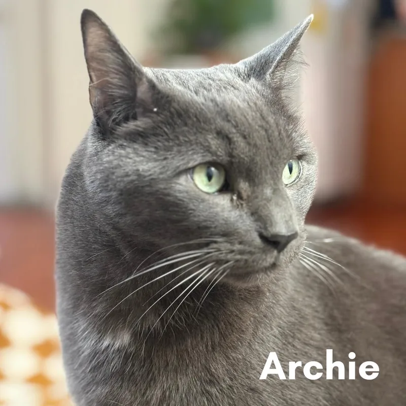 Archie thumbnail 4
