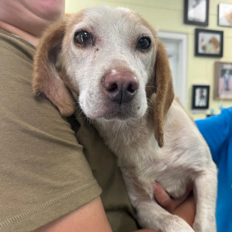 An adult small-sized female Beagle dog named Dorothy for adoption in Troy, VA