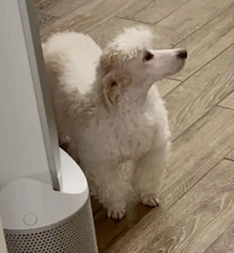 A young small-sized male White / Cream Miniature Poodle dog named Humphrey for adoption in Cypress, TX