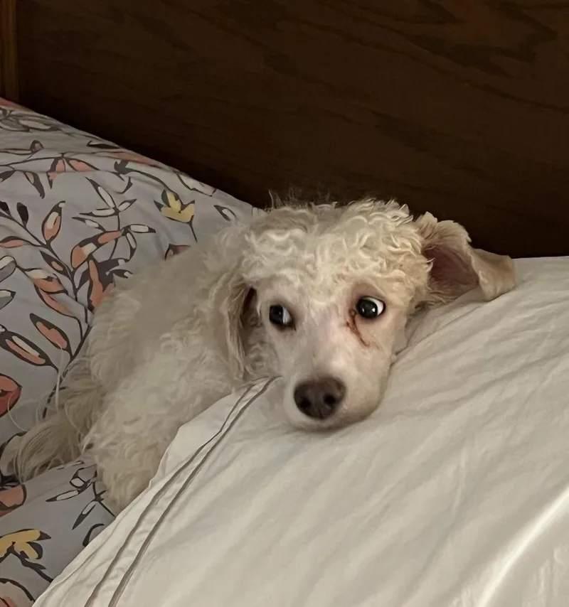 Humphrey thumbnail 2